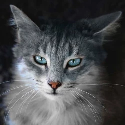 Кот
