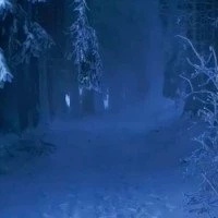 Зимний лес.